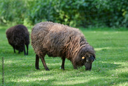 Brown female ouessant sheep grazing in grass