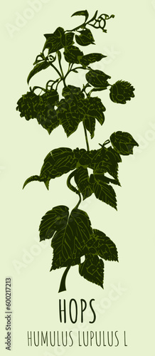 Vector drawings COMMON HOP. Hand drawn illustration. Latin name HUMULUS LUPULUS L.
