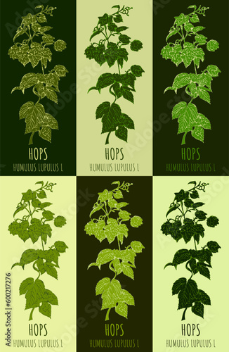 Set of vector drawing of COMMON HOP in various colors. Hand drawn illustration. Latin name JHUMULUS LUPULUS L.
