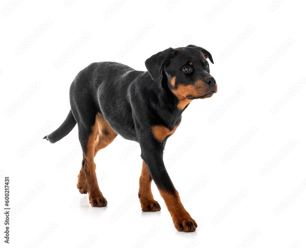 puppy rottweiler in studio