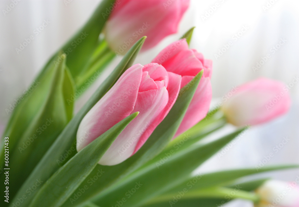 Naklejka premium Pink tulips