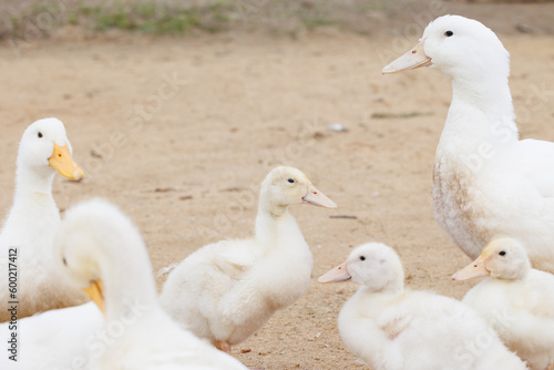 white ducks on farm graze in herd, cute pets birds. taking care of cattle in backyard. subsistence farming, poultry farming for meat and eggs. environmentally friendly © MyJuly