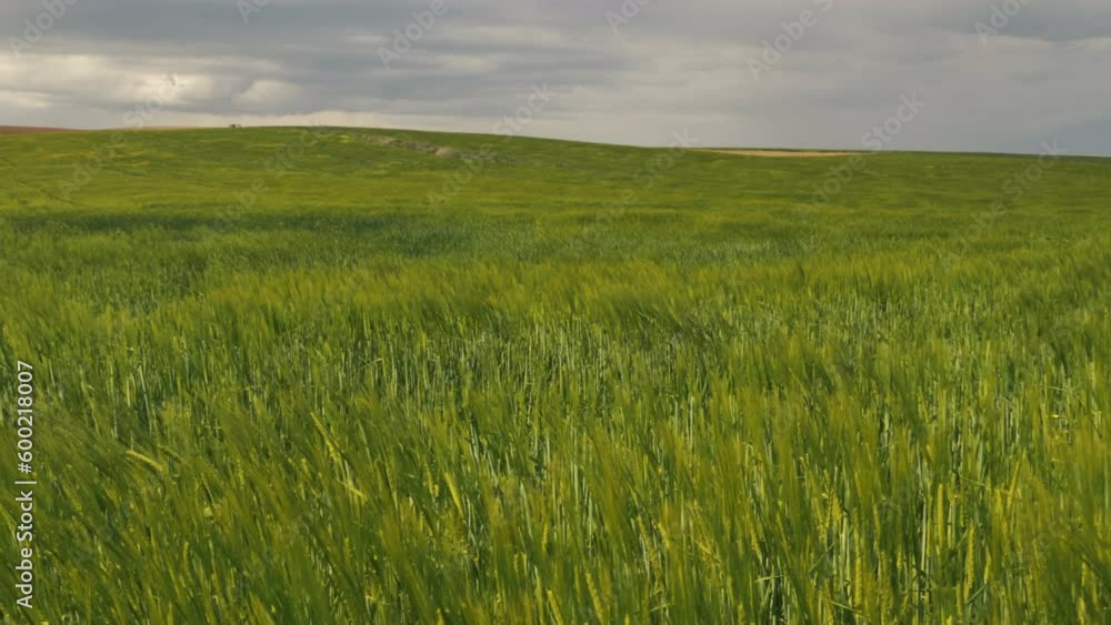 green wheat fields. nature landscape sky green field clouds. Wallpaper outdoor 4K video green wheat fields. nature landscape sky green field clouds. Wallpaper outdoor 4K video