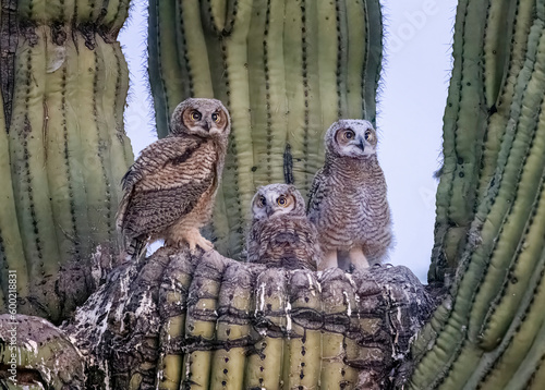 Great Horned Owl nest in the Sonoran Desert