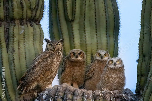 Great Horned Owl nest in the Sonoran Desert