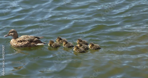 Ducklings in a single row waddle across a rippling lake following Mother Duck. Brown Mallard Hen guiding young ducklings through rippling pond waters