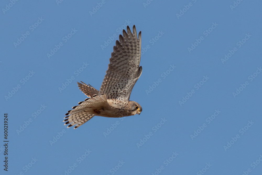 Fototapeta premium Turmfalke im Rüttelflug