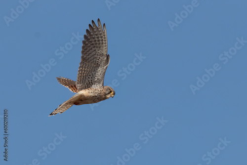 Turmfalke im Rüttelflug