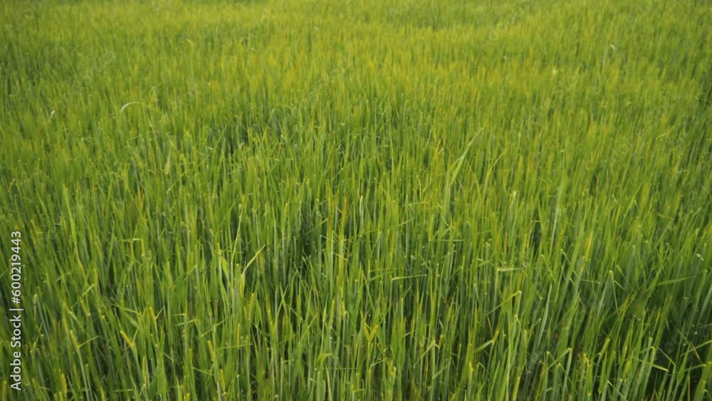 green wheat fields. nature landscape sky green field clouds. Wallpaper outdoor 4K video green wheat fields. nature landscape sky green field clouds. Wallpaper outdoor 4K video