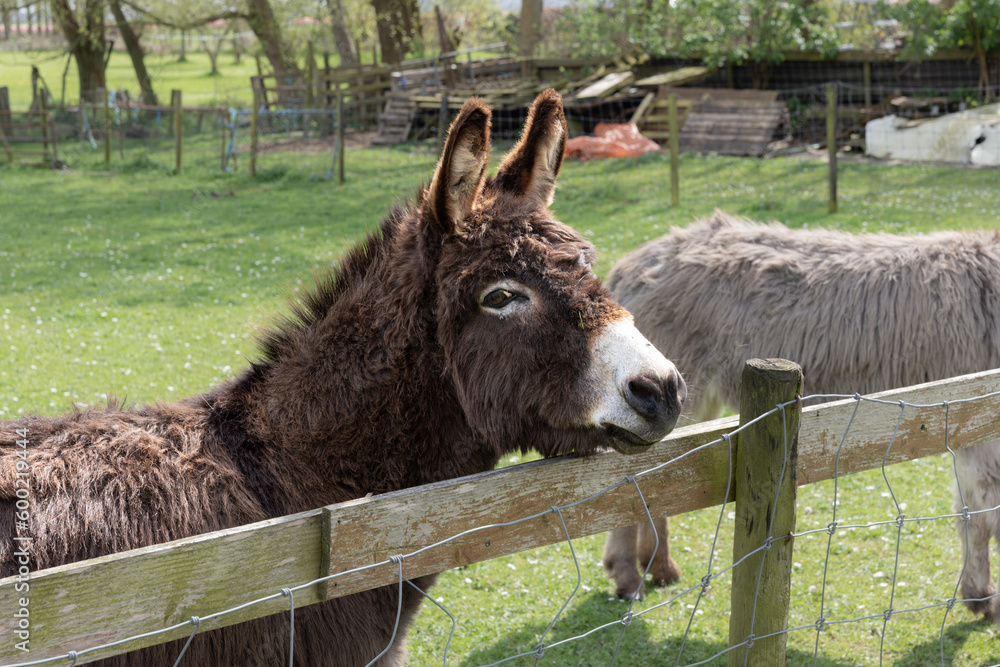 Esel auf eines Wiese im Frühjahr Esel auf eines Wiese im Frühjahr