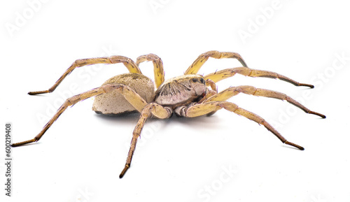 Big beautiful female wolf spider Tigrosa annexa is a species of wolf spider in the family Lycosidae. It is found in the United States isolated on white background side profile view