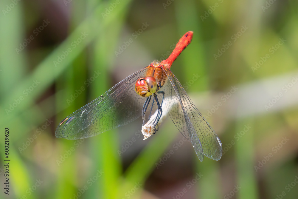 Libelle Libelle