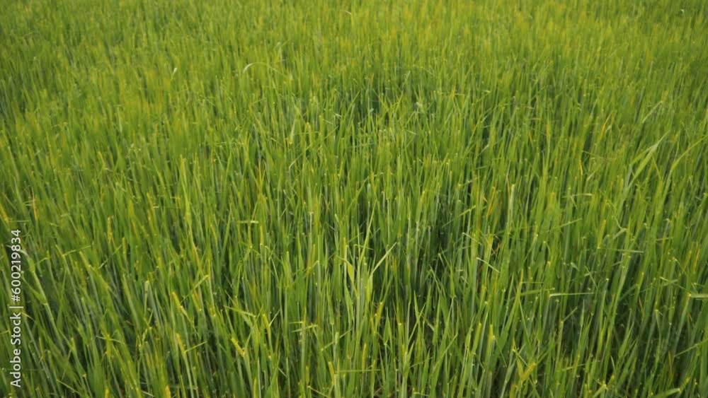 green wheat fields. nature landscape sky green field clouds. Wallpaper outdoor 4K video green wheat fields. nature landscape sky green field clouds. Wallpaper outdoor 4K video