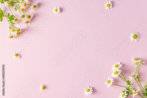 Flower composition. Frame made of white chamomile flowers on pink background. Flat lay. Wedding, Mothers day concept