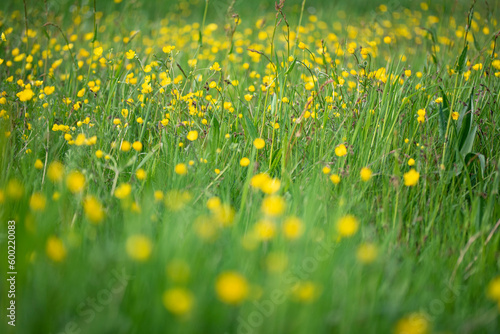 Blumenwiese mit gelben Blumen, Hahnenfußgewächse