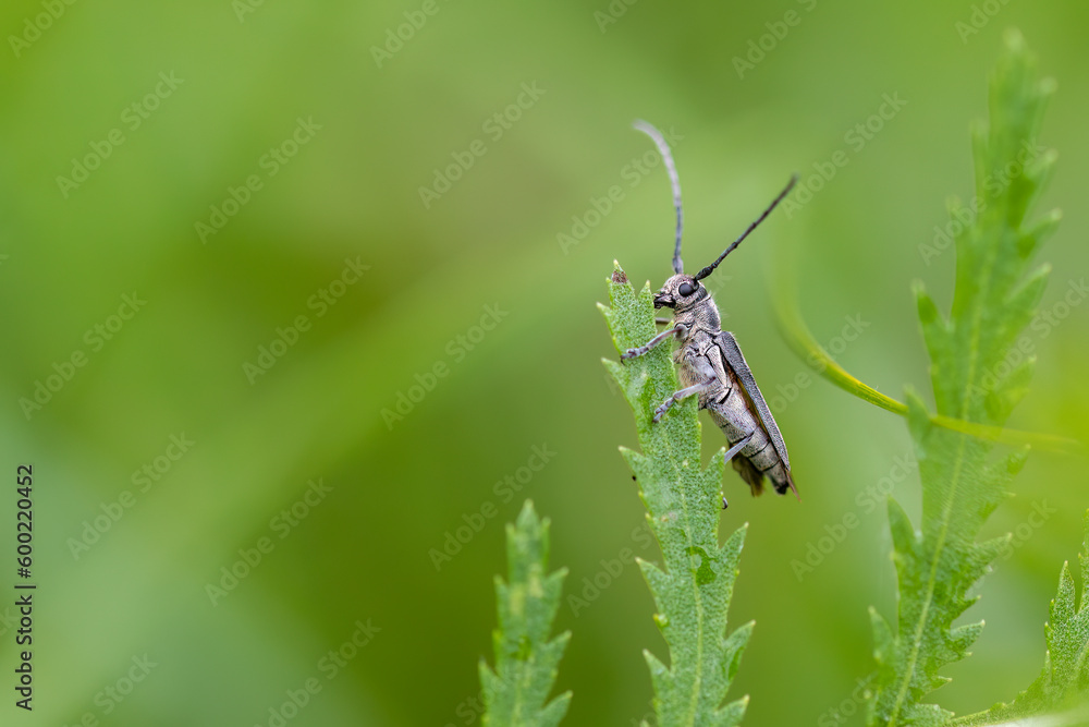 Fototapeta premium Schwarzhörniger Walzenhalsbock