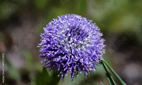 globularia bulgaria  small and beautiful blue flower