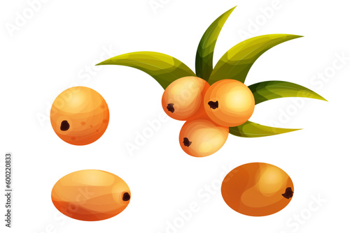 sea buckthorn with leaves in cartoon style, orange vitamine health berry on branch isolated on white background.