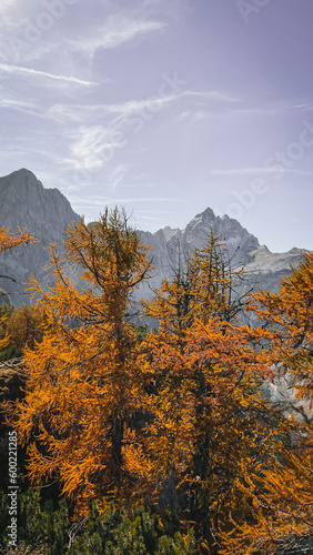 Golden latch in autumn landscape with mountains, Kranjska Gora, Slovenia 
