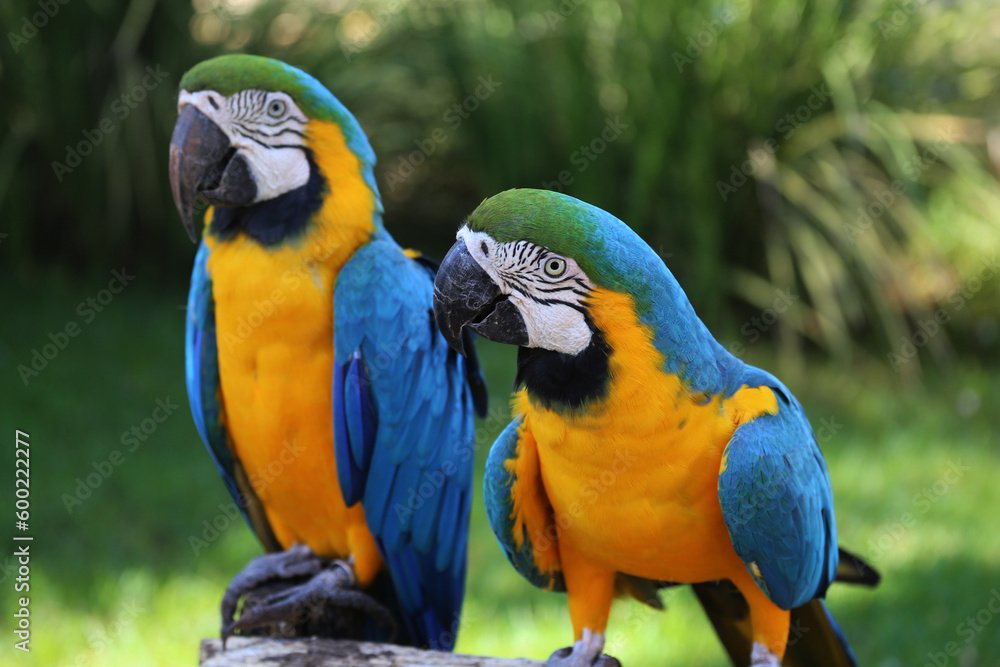 beautiful tropical macaws up close