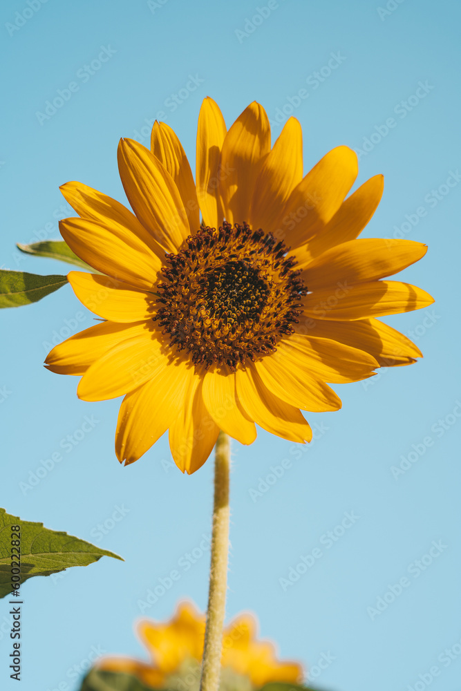 Sunflower Sunflower