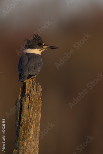 Kingfisher on branch