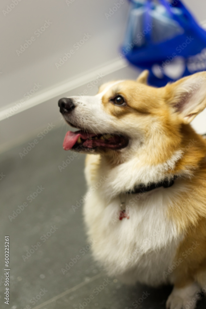 close up fluffy fatty fur corgi face dog close up fluffy fatty fur corgi face dog