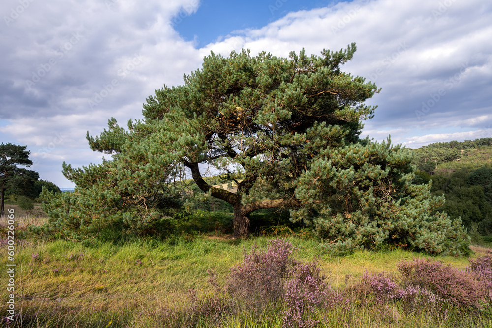 Beautiful Pinus sylvestris or Scots pine tree in Ashdown Forest on a cloudy summer afternoon, East Sussex, South East England Beautiful Pinus sylvestris or Scots pine tree in Ashdown Forest on a cloudy summer afternoon, East Sussex, South East England
