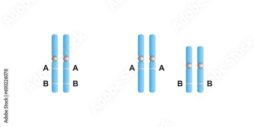 Scientific Designing of Linked Genes and Unlinked Genes. Vector Illustration. photo