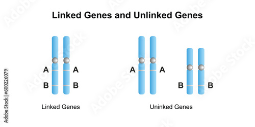 Scientific Designing of Linked Genes and Unlinked Genes. Vector Illustration. photo