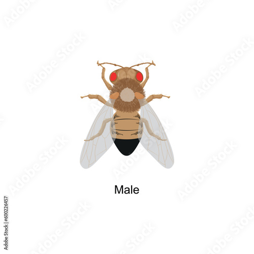 Scientific Designing of Drosophila melanogaster. Vector Illustration. © Ali