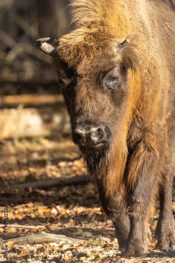 Wisent Wisent