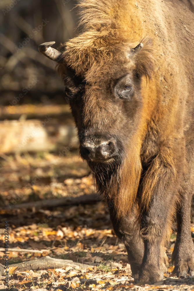 Wisent