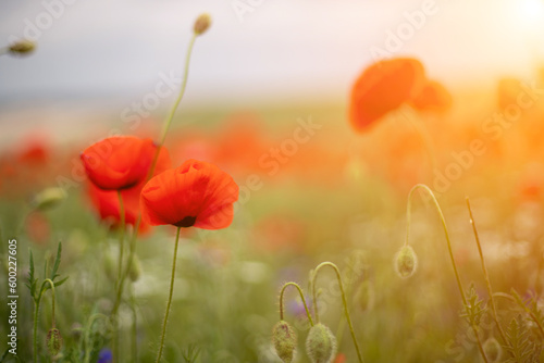 Fototapeta Naklejka Na Ścianę i Meble -  Red poppies, corn poppies, Papaver rhoeas forming a band in a fallow field at sunset under a a patchily overcast sky. Malta, Mediterranean.