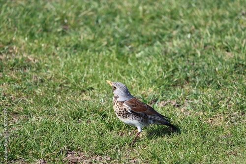 Sweden. The fieldfare (Turdus pilaris) is a member of the thrush family Turdidae. It breeds in woodland and scrub in northern Europe and across the Palearctic