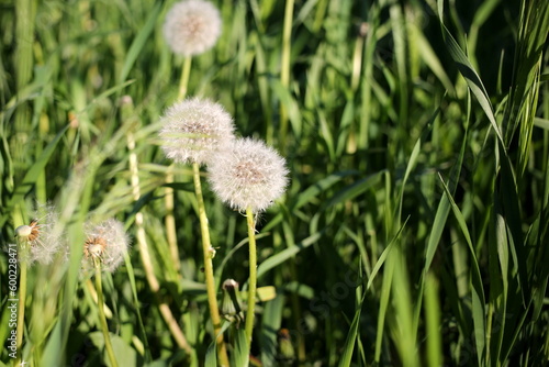 beautiful dandelions in the sunlight
