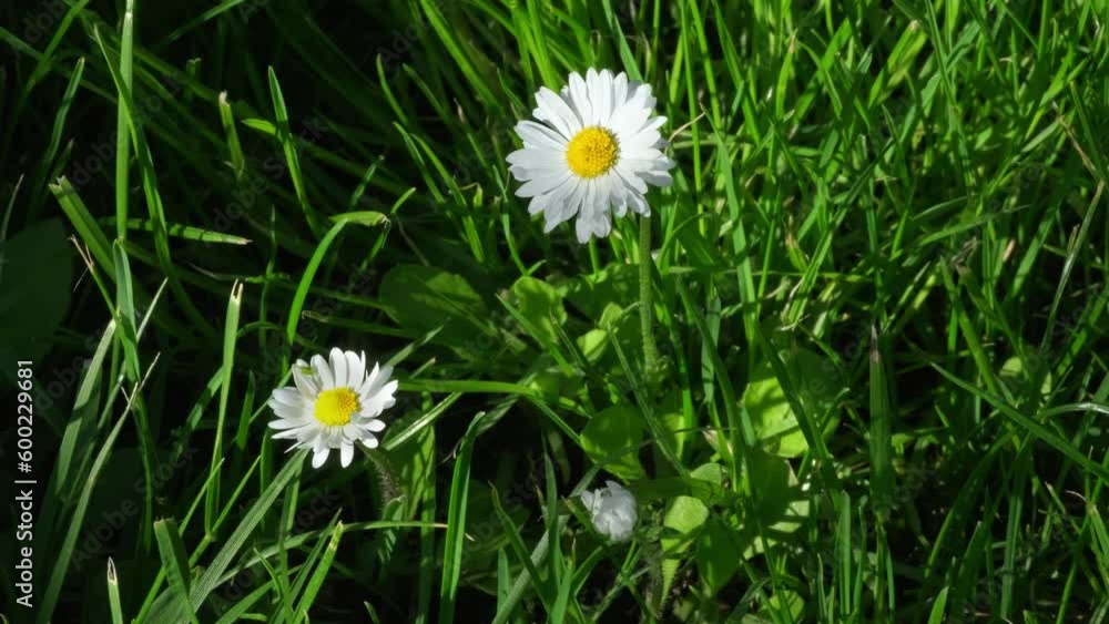 Meadow of white Chamomile flowers. Camomile flowers field. Beautiful blooming white chamomiles flowers on green grass. Herbal medicine. Selective focus Meadow of white Chamomile flowers. Camomile flowers field. Beautiful blooming white chamomiles flowers on green grass. Herbal medicine. Selective focus