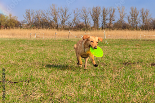 Cute Labrador retriever dog playing with flying disc on a meadow