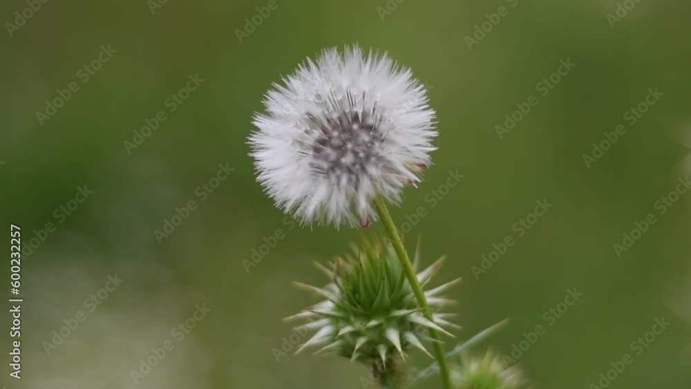 Macro Shot of Dandelion being blown in super slow motion. Filmed on high speed cinematic camera Macro Shot of Dandelion being blown in super slow motion. Filmed on high speed cinematic camera