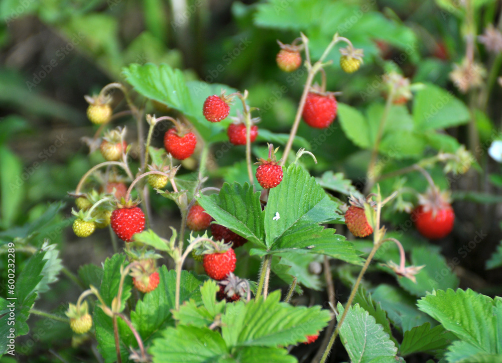 Ripe berries of wild strawberry. Ripe berries of wild strawberry.