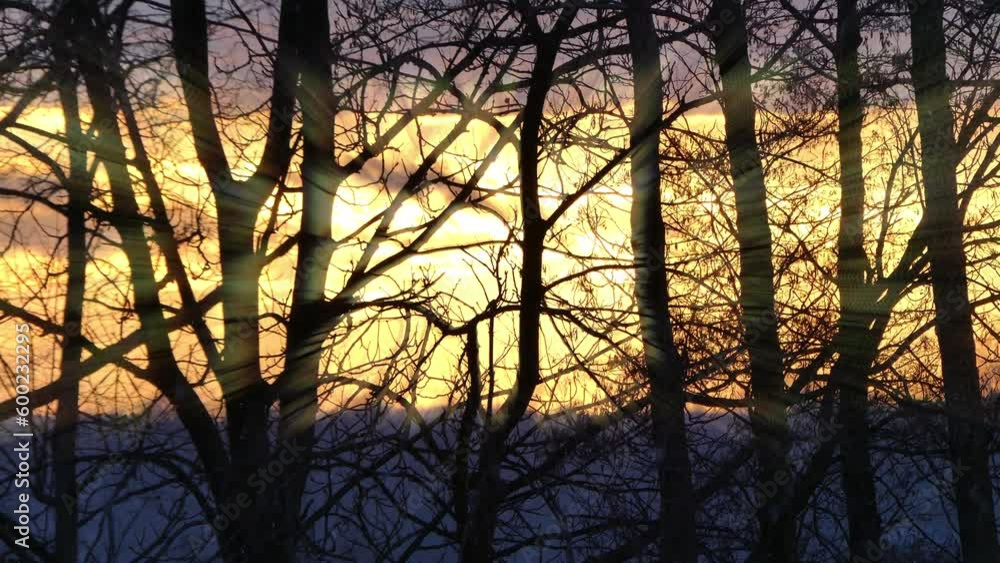 Black trunks, limbs, tree branches, colored glow in sky from setting sun during snowstorm - with effect of sunrays. Trees during winter vegetation in sunny and cloudy evening in the snow-free winter Black trunks, limbs, tree branches, colored glow in sky from setting sun during snowstorm - with effect of sunrays. Trees during winter vegetation in sunny and cloudy evening in the snow-free winter