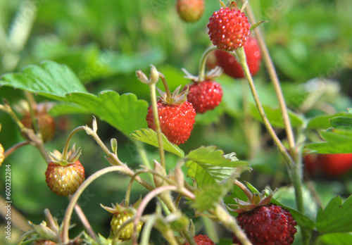 Ripe berries of wild strawberry.
