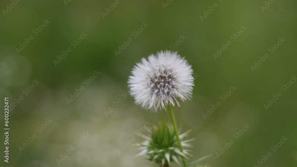 Macro Shot of Dandelion being blown in super slow motion. Filmed on high speed cinematic camera Macro Shot of Dandelion being blown in super slow motion. Filmed on high speed cinematic camera