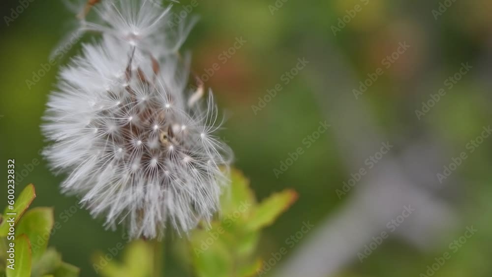 Macro Shot of Dandelion being blown in super slow motion. Filmed on high speed cinematic camera Macro Shot of Dandelion being blown in super slow motion. Filmed on high speed cinematic camera