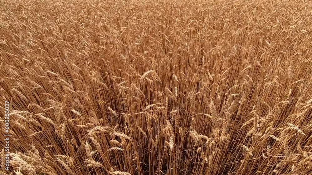 Yellow ripe ears spikes of wheat swaying from the wind in a wheat field on day close-up. Agro industrial agricultural farm field. Harvest crop. Grain cultivation. Farming backdrop. Agrarian background Yellow ripe ears spikes of wheat swaying from the wind in a wheat field on day close-up. Agro industrial agricultural farm field. Harvest crop. Grain cultivation. Farming backdrop. Agrarian background