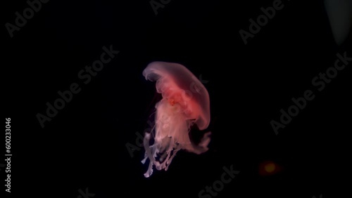 Lonely pink jellyfish slowly swims in the dark.