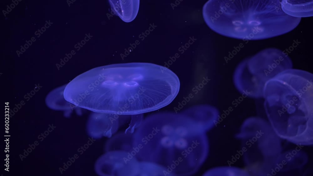 Transparent jellyfish swim in a group in the dark. Jellyfish glow blue close-up. Transparent jellyfish swim in a group in the dark. Jellyfish glow blue close-up.