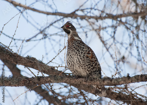 hazel grouse (Tetrastes bonasia) francolino di monte photo