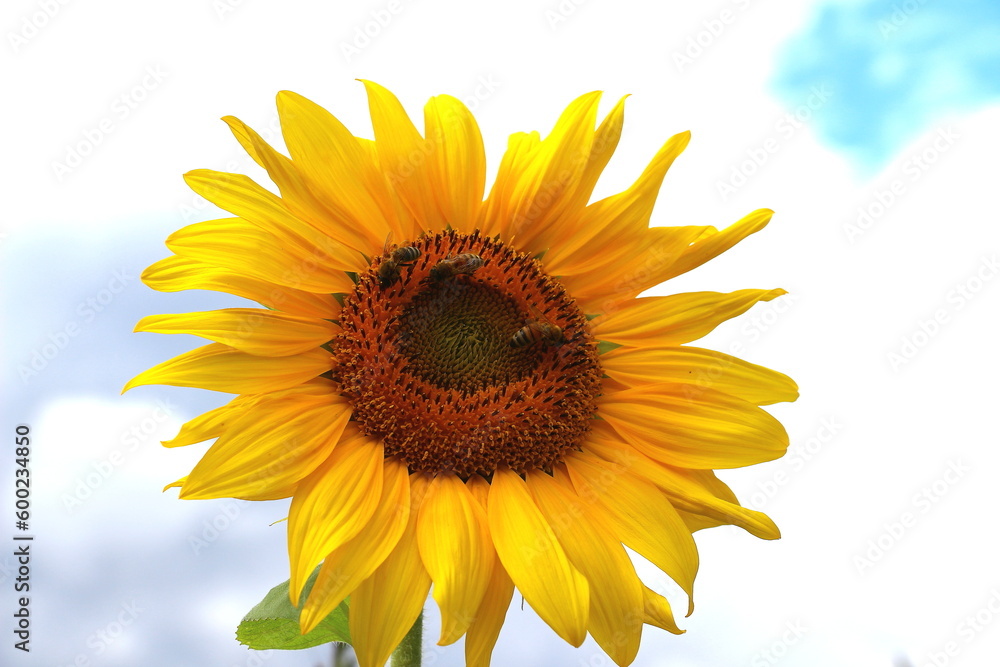 Obraz premium Bienen Bestäubung Sonnenblume