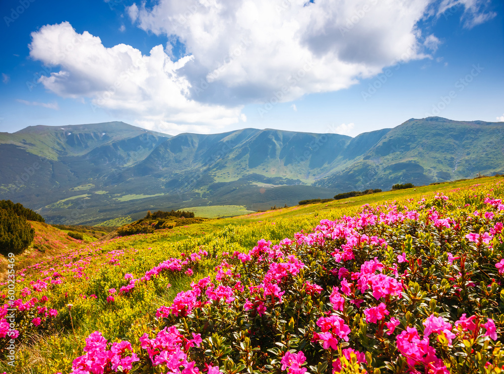 Blooming alpine meadows with magical rhododendron flowers on a sunny day. Carpathian mountains, Ukraine, Europe. Blooming alpine meadows with magical rhododendron flowers on a sunny day. Carpathian mountains, Ukraine, Europe.